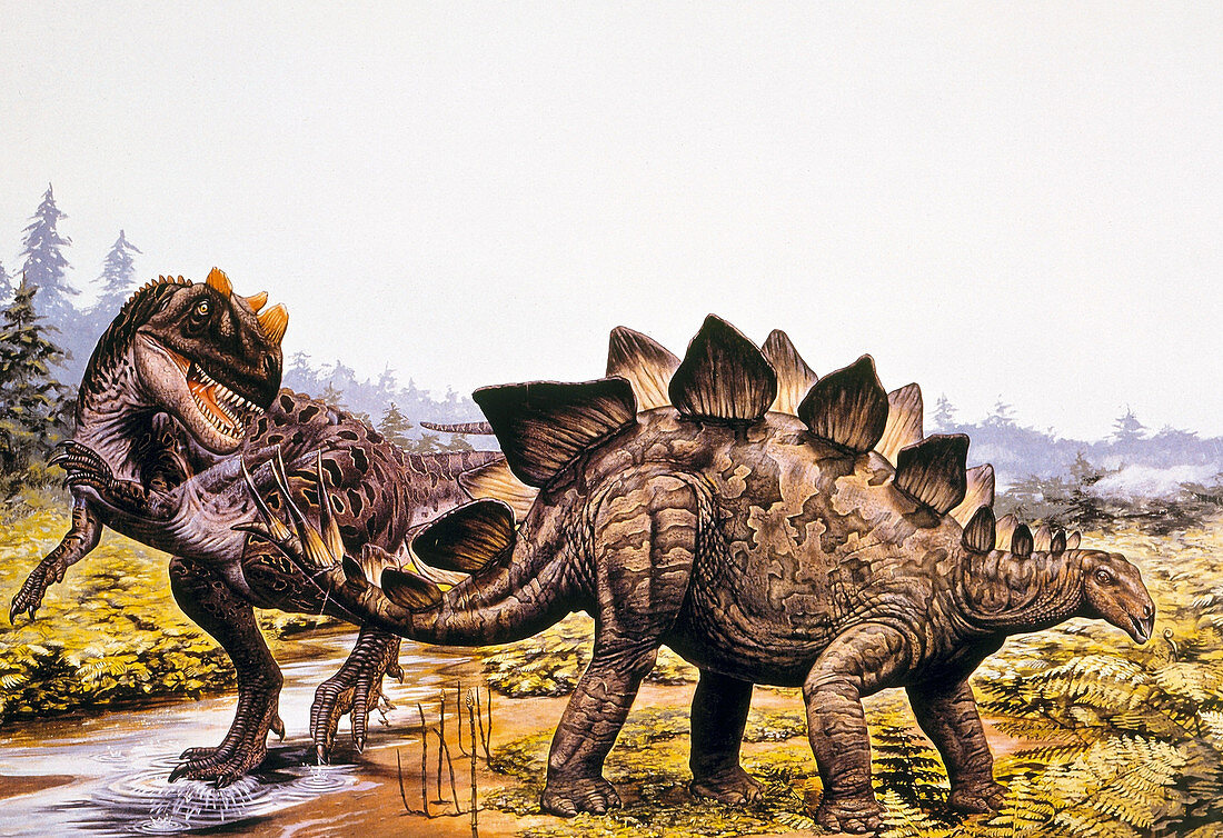 Ceratosaurus and Stegosaurus