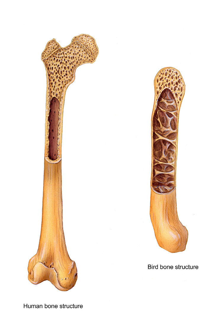 Bird and Human Bone Structure