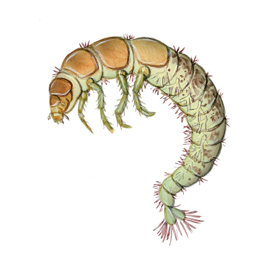 Caddisfly Larva