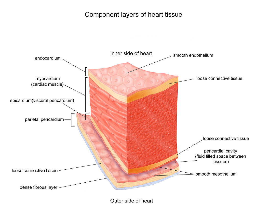 Layers of Heart Tissue