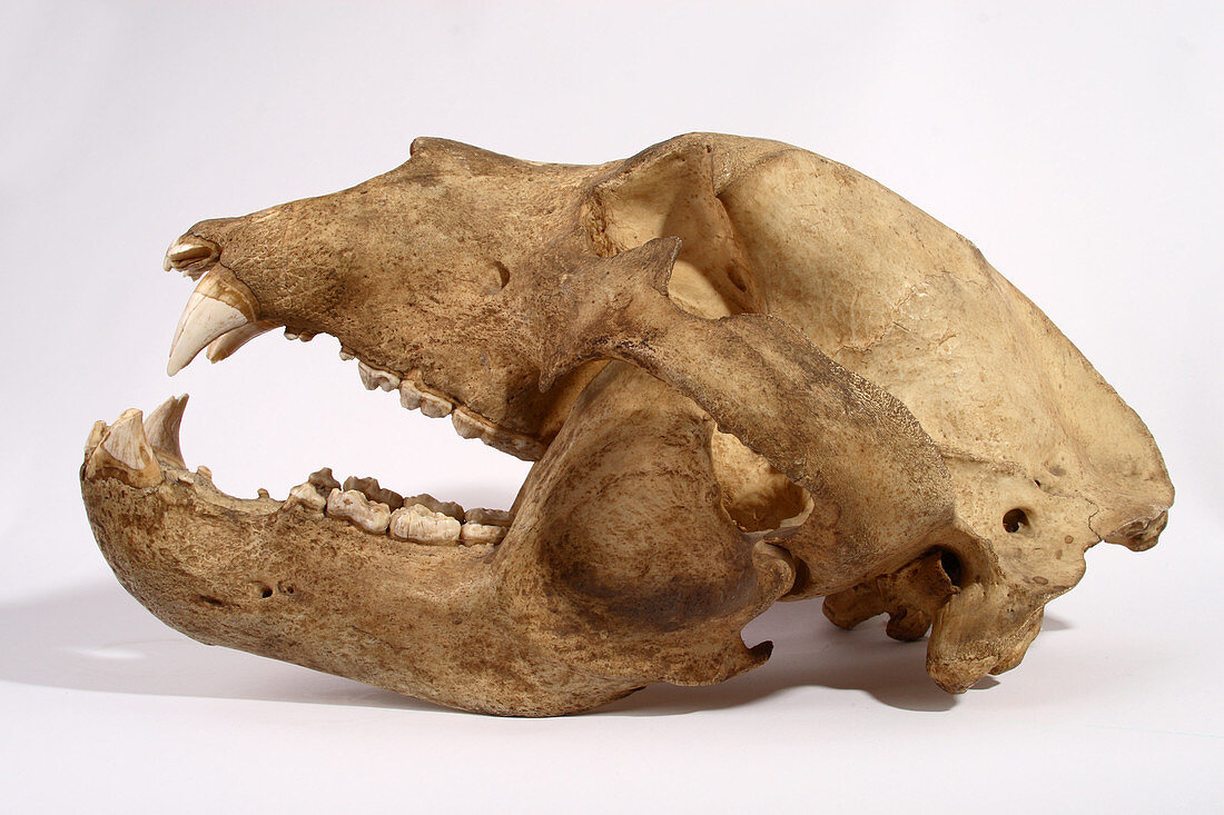 Kodiak Bear Skull