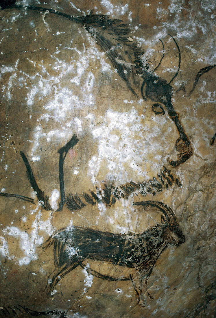 Cave Painting,Niaux,France