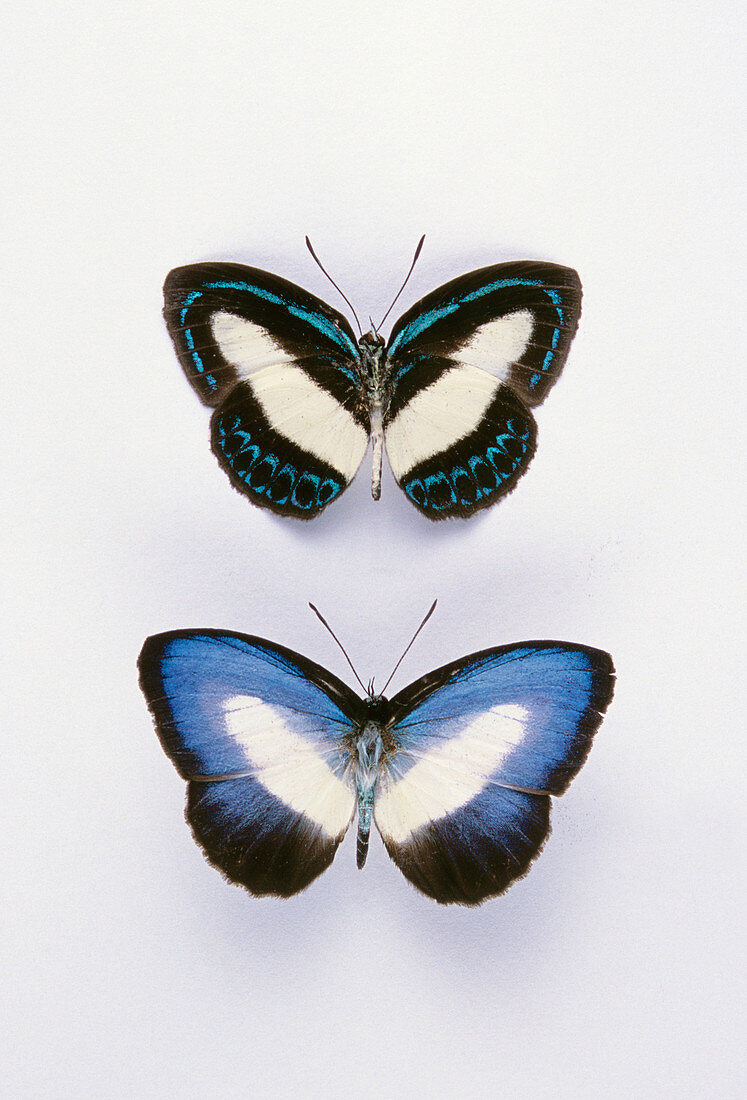 Danis Blue Butterflies