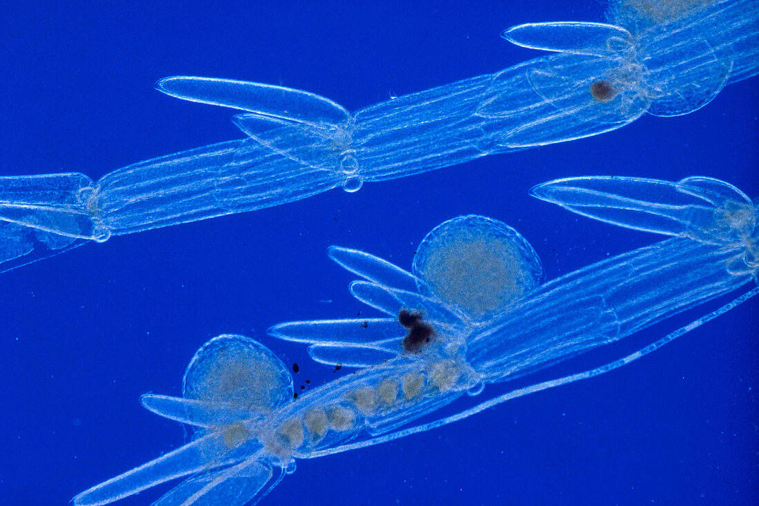 Nitella Algae