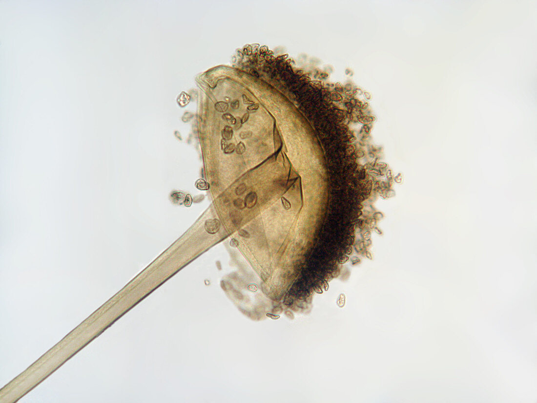 Rhizopus Nigricans Sporophyte