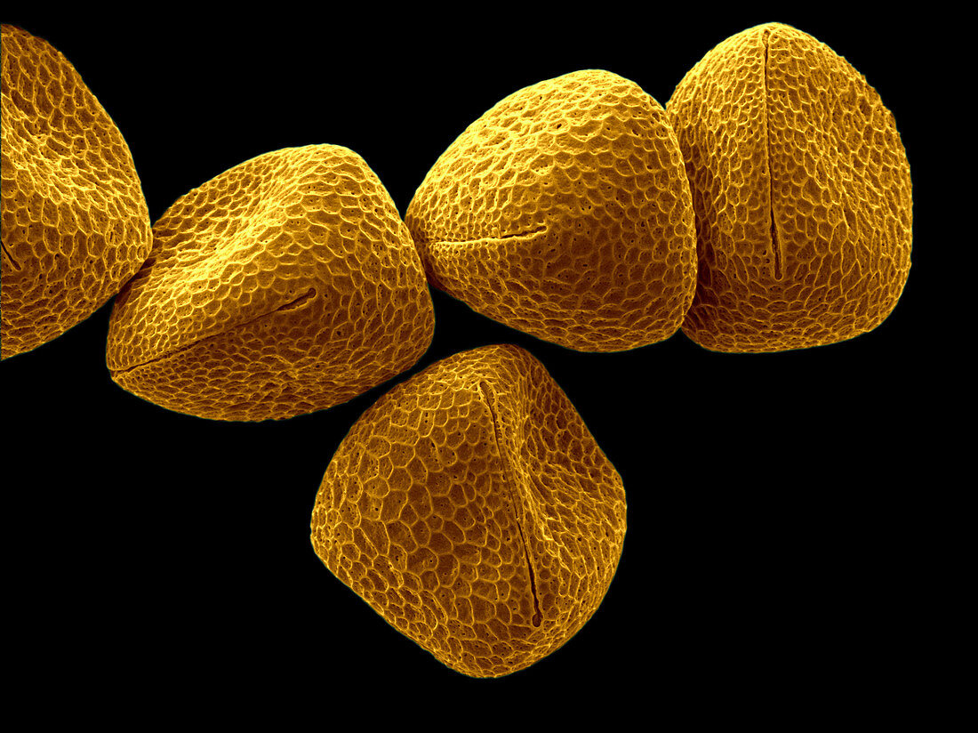 SEM of Nasturtium Pollen