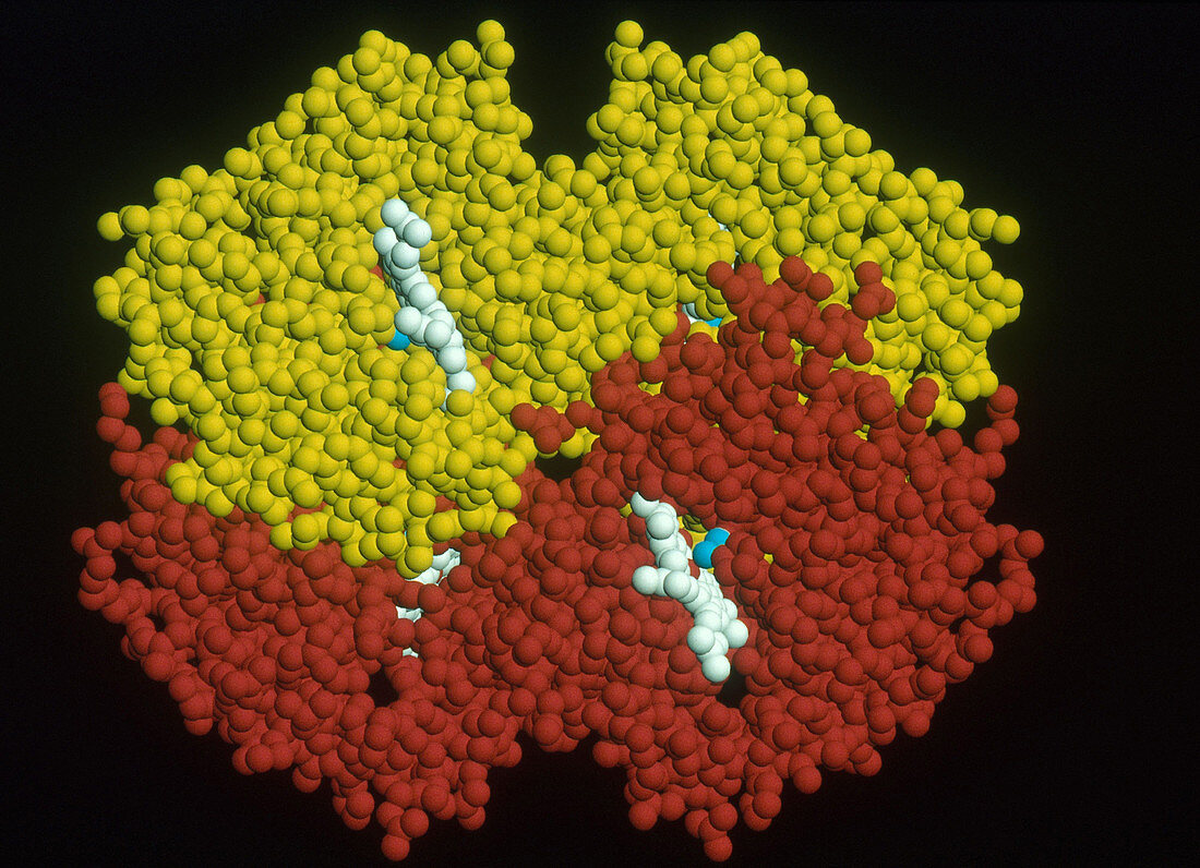 Computer Model of Hemoglobin A