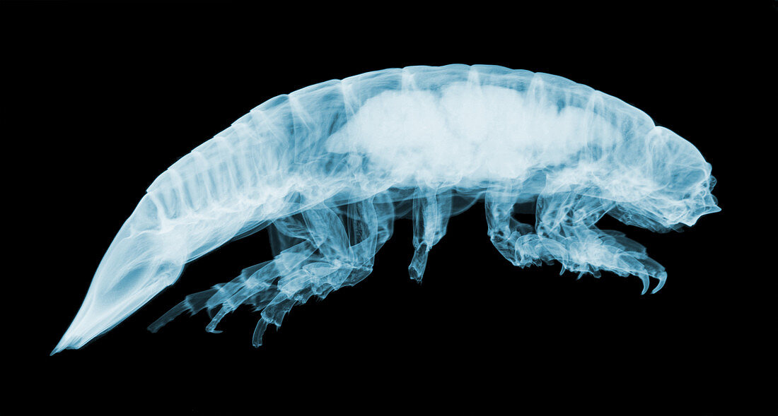 Giant Isopod,X-Ray