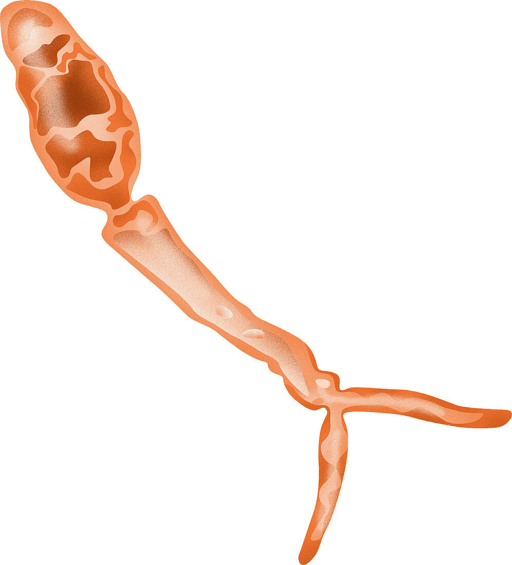 Fluke (Schistosoma)