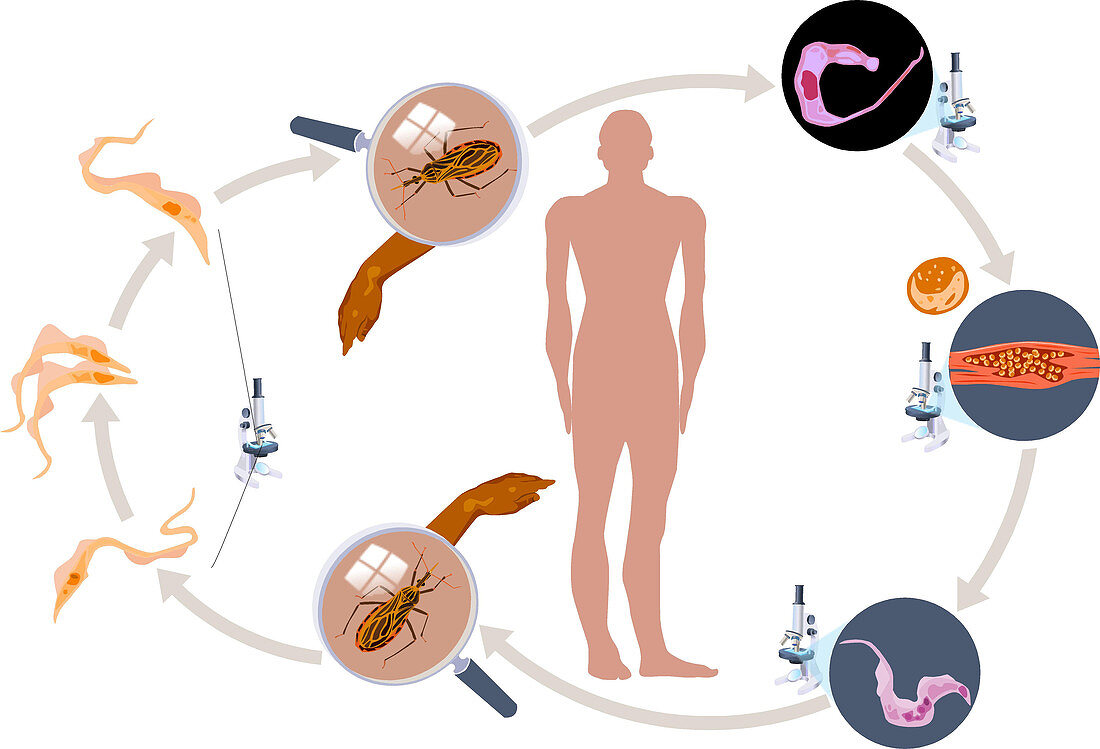 Chagas Disease Lifecycle