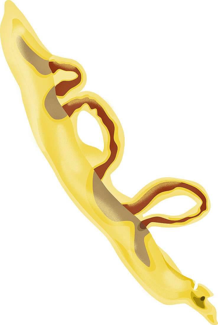 Pairing Flatworms (Schistosoma)