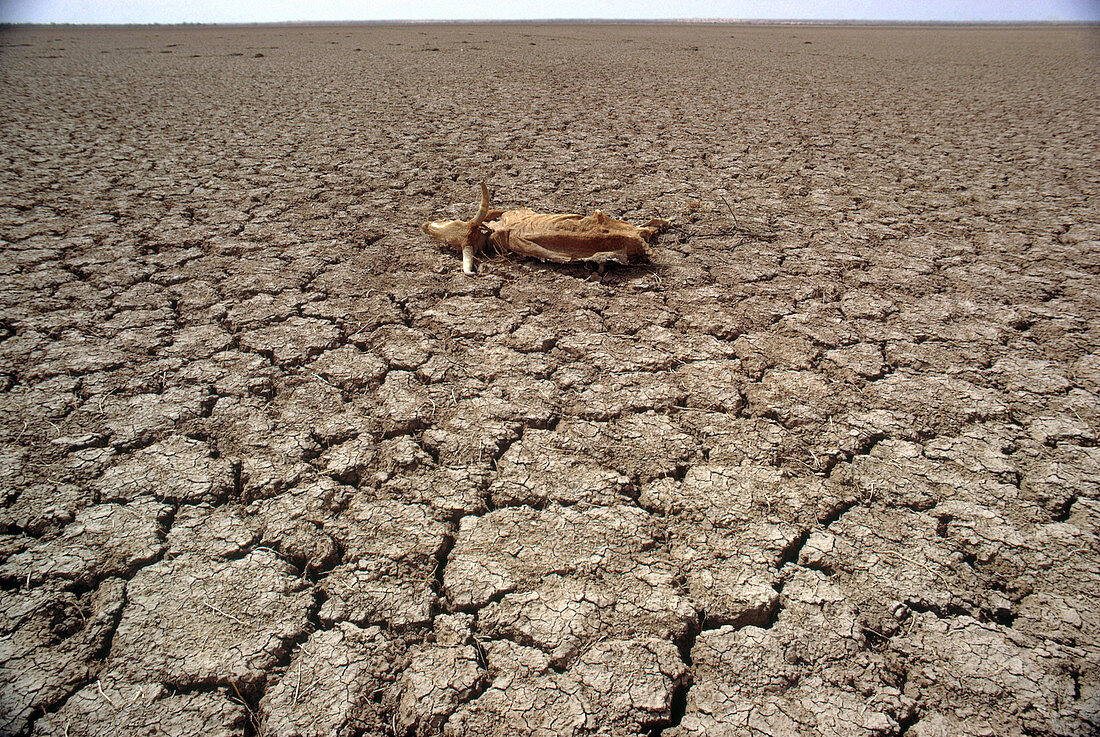 Drought in Niger