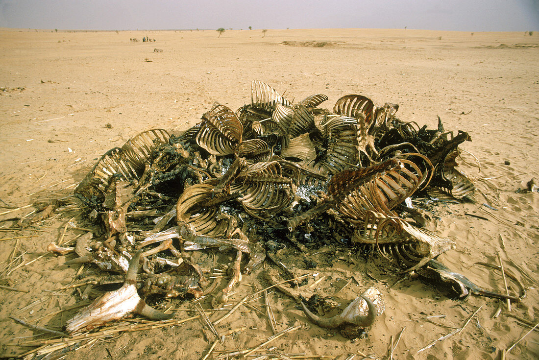 Cow carcasses in drought,Sahel,1973
