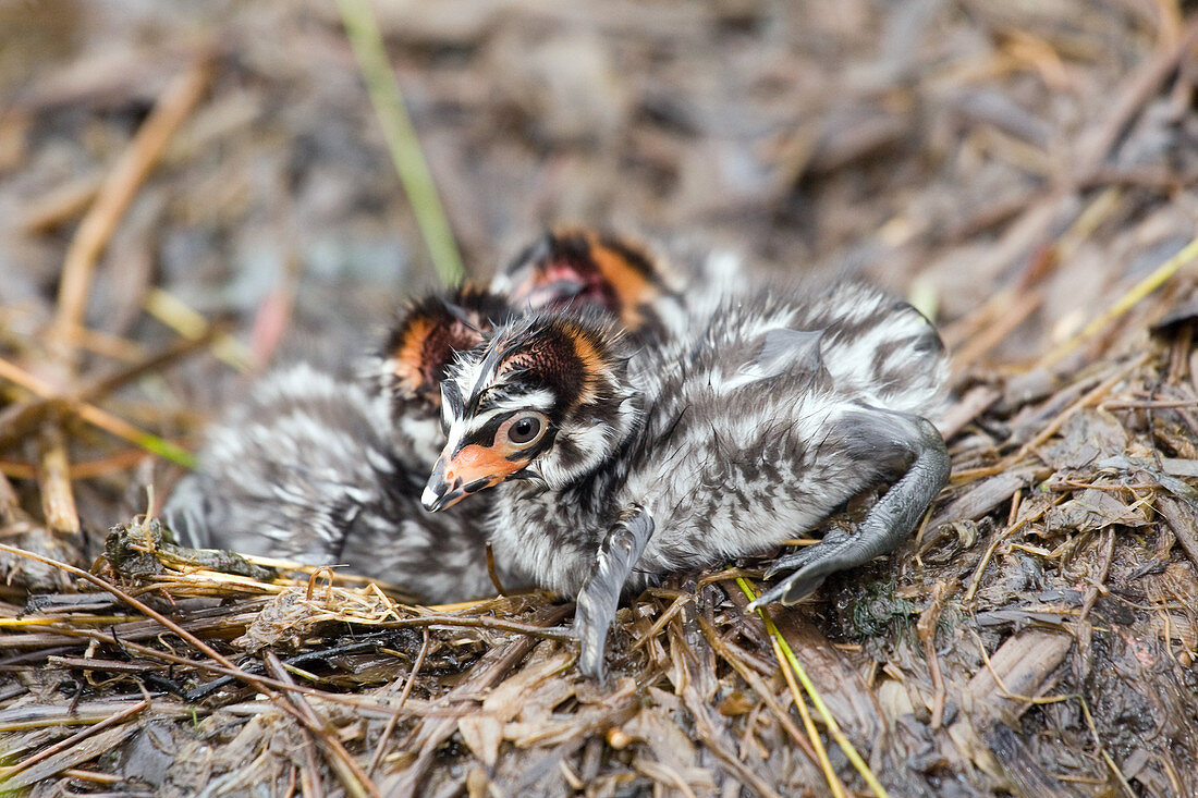 Pied-billed Grebe Chicks
