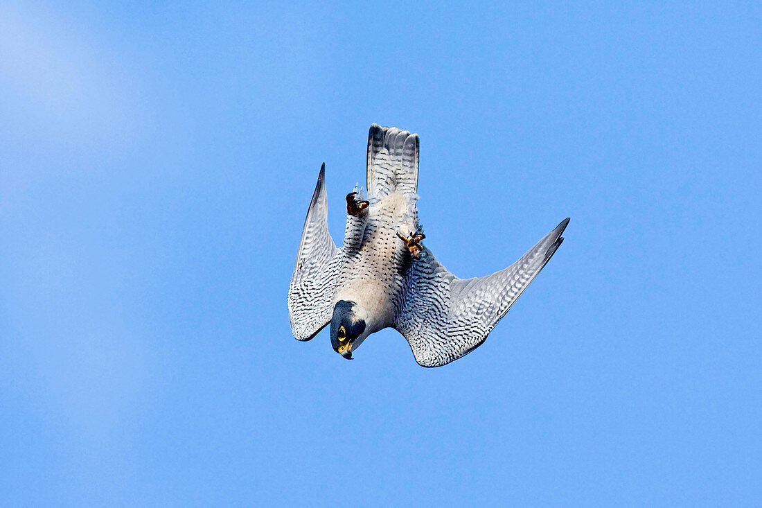 Peregrine Falcon