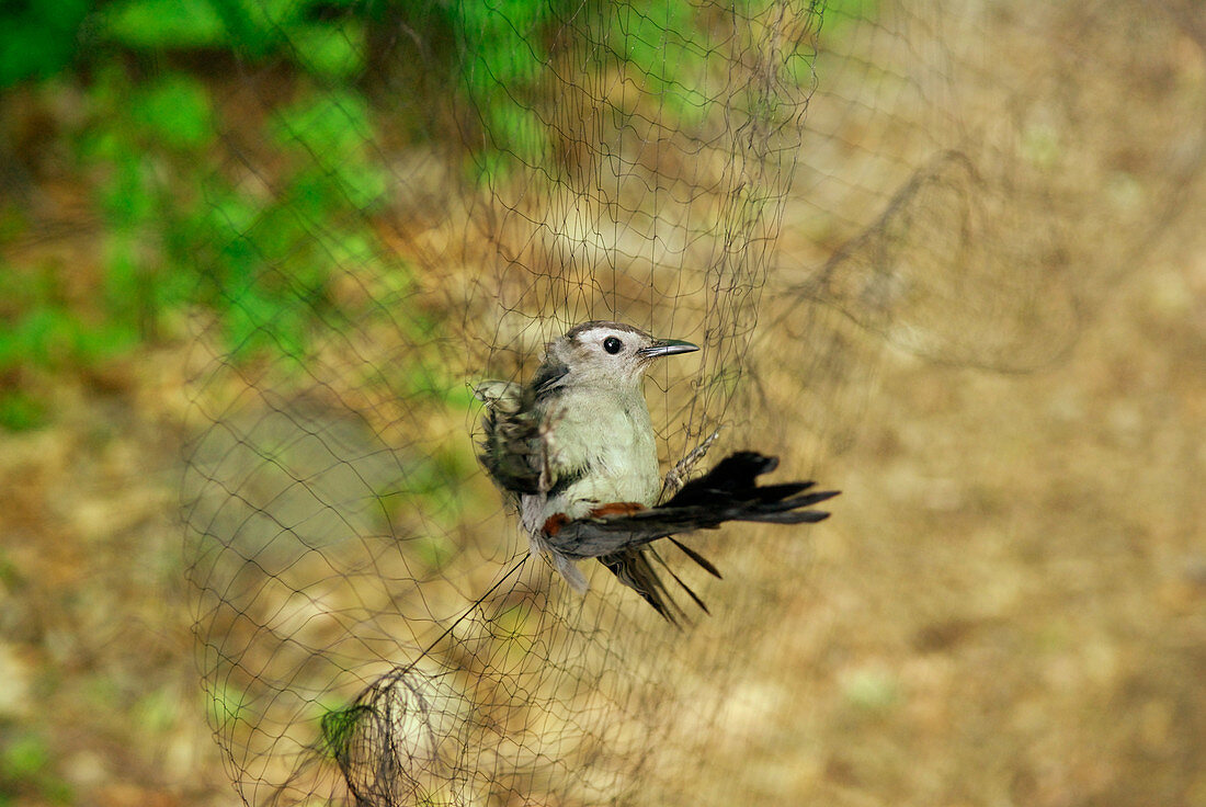 Avian Field Research