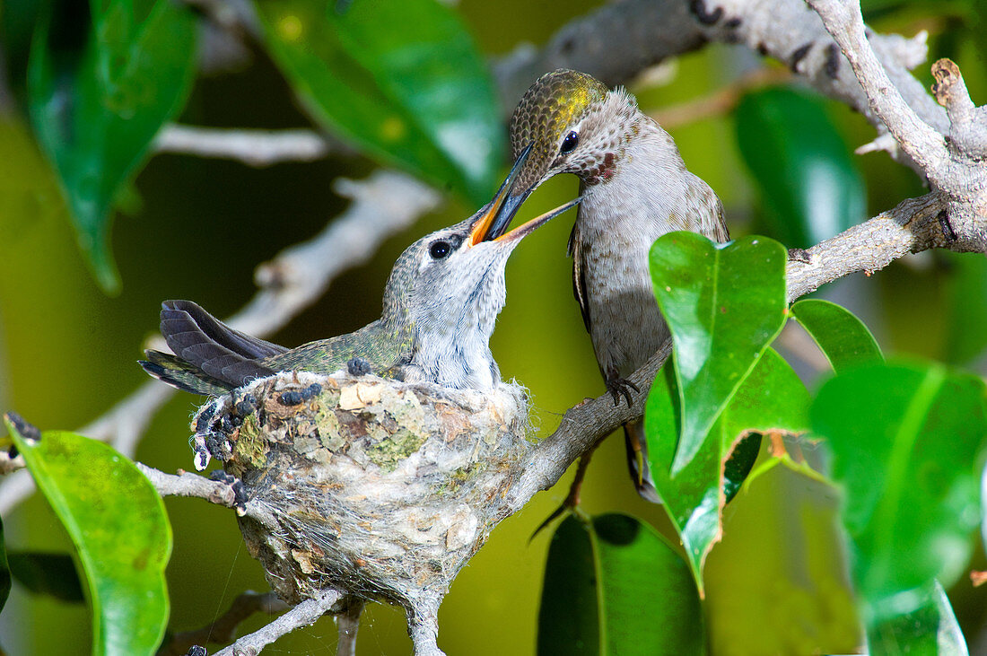 Anna's Hummingbirds at nest