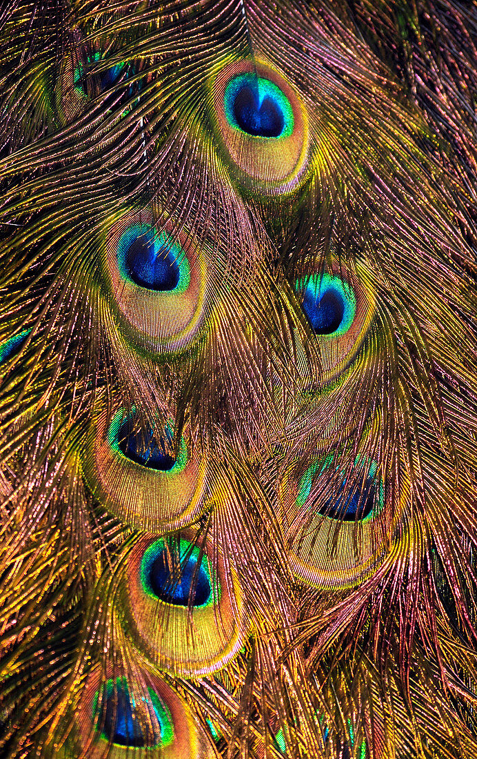 Peacock tail feathers