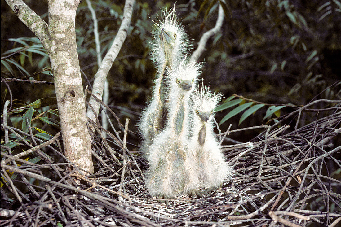 Whistling Heron young in nest