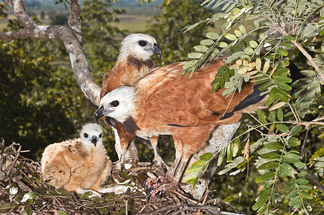 Black-collared Hawk pair at nest with you