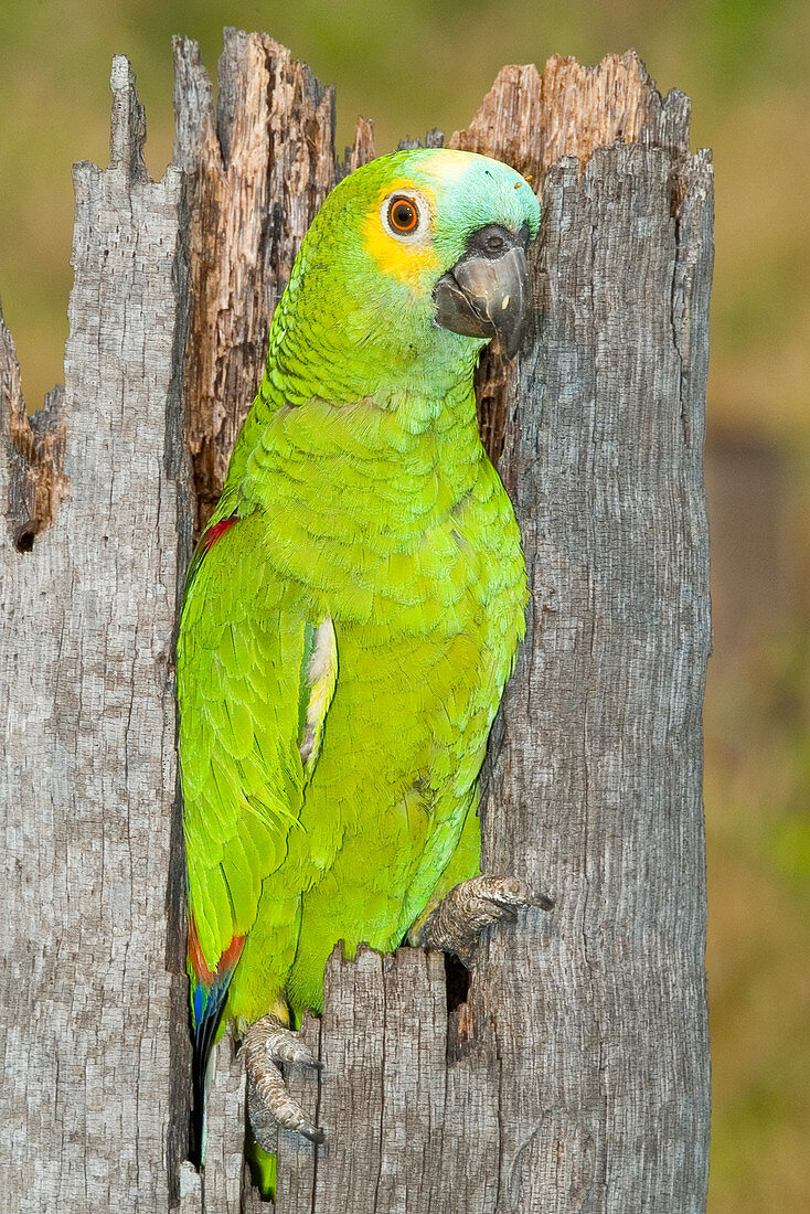 Blue-fronted Parrot at nest entrance