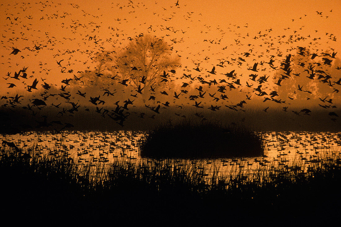 Waterfowl flying over pond