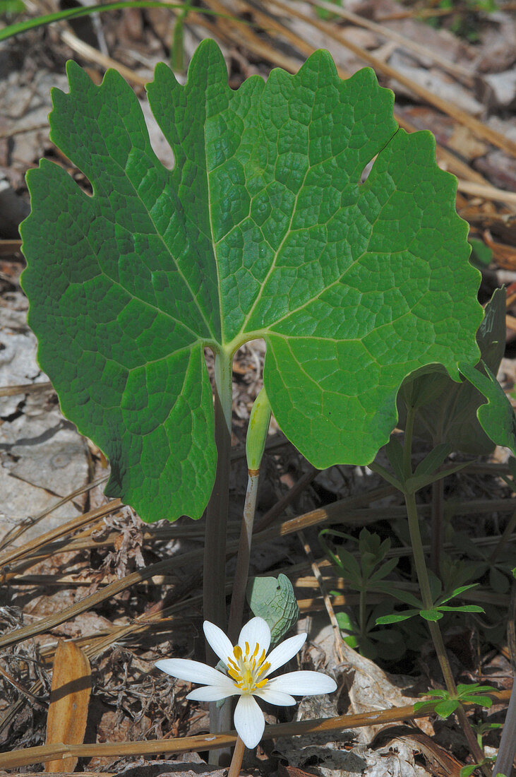 Bloodroot