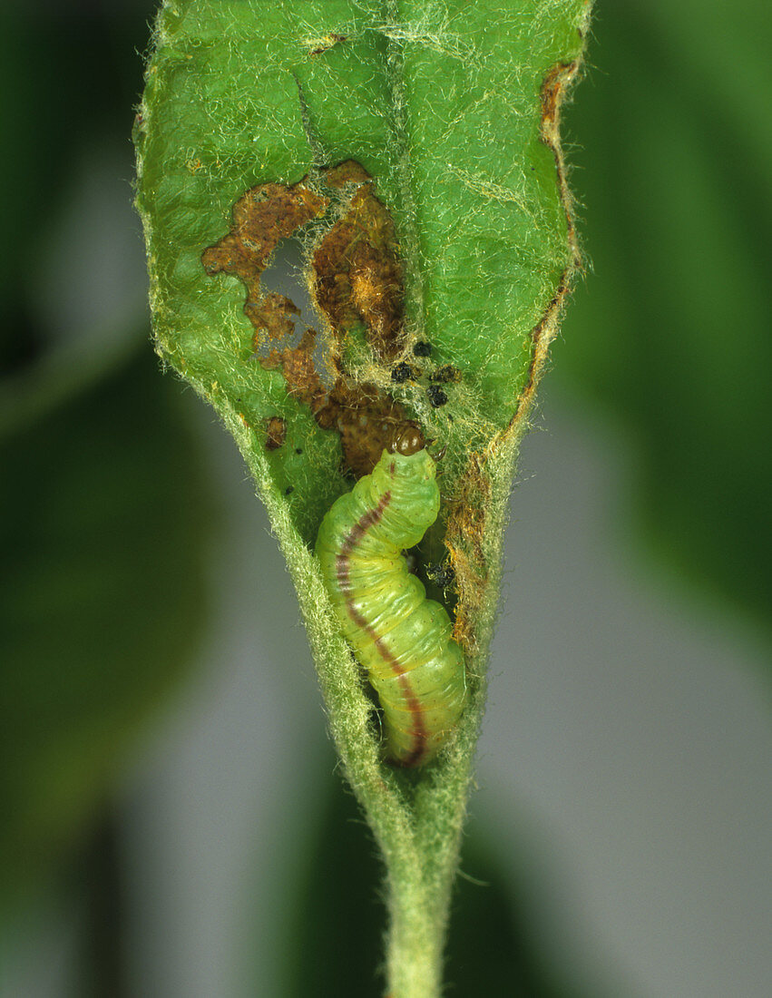 Green pug moth caterpillar