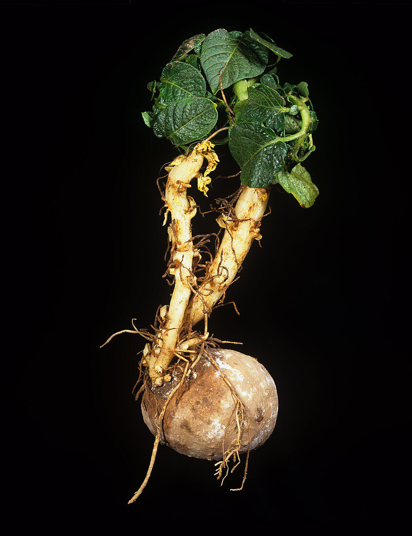 Herbicide damage to potato sprout