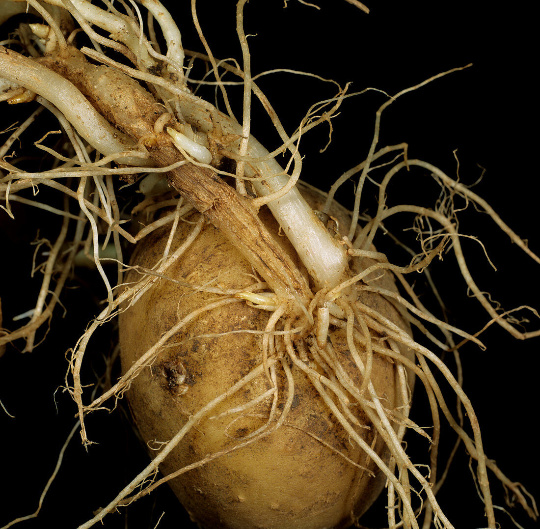 Symphylid damage to potato roots