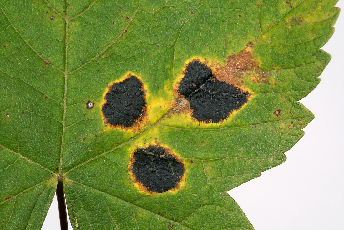 Tar spot lesions on sycamore leaf