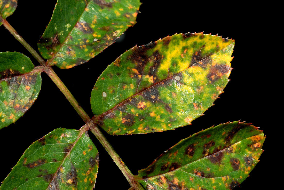 Rose rust lesions on rose leaves