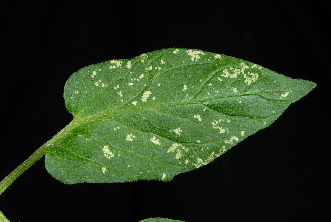 Glasshouse leafhopper damage