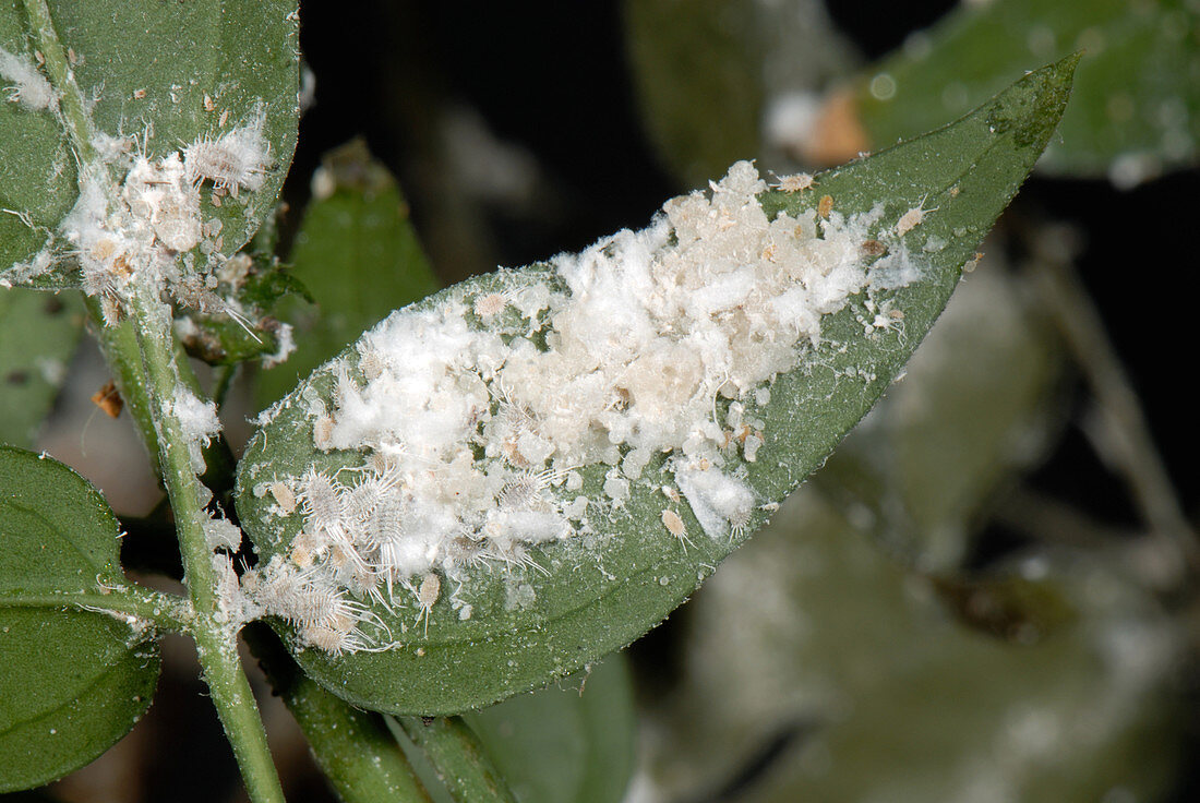 Long-tailed mealybug infestation