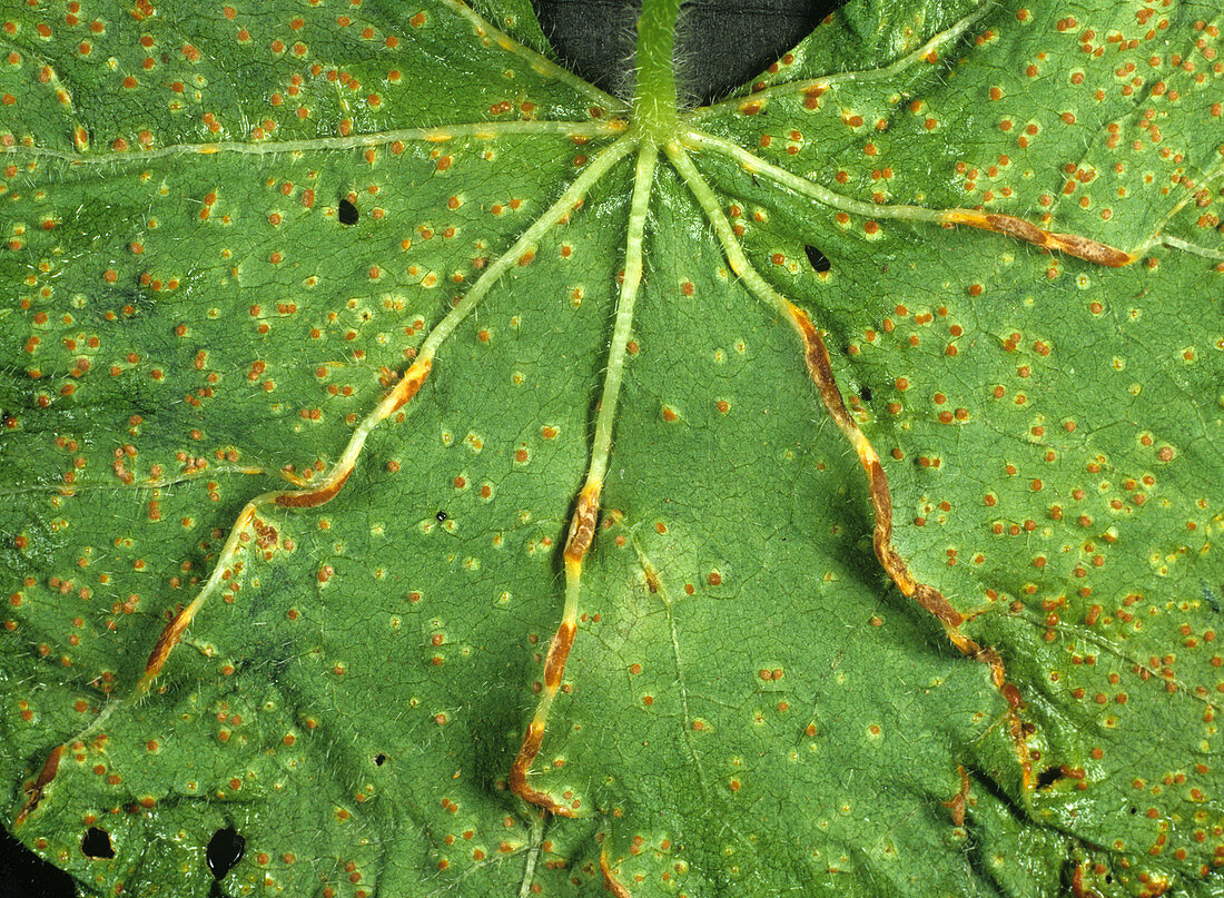 Hollyhock rust infection