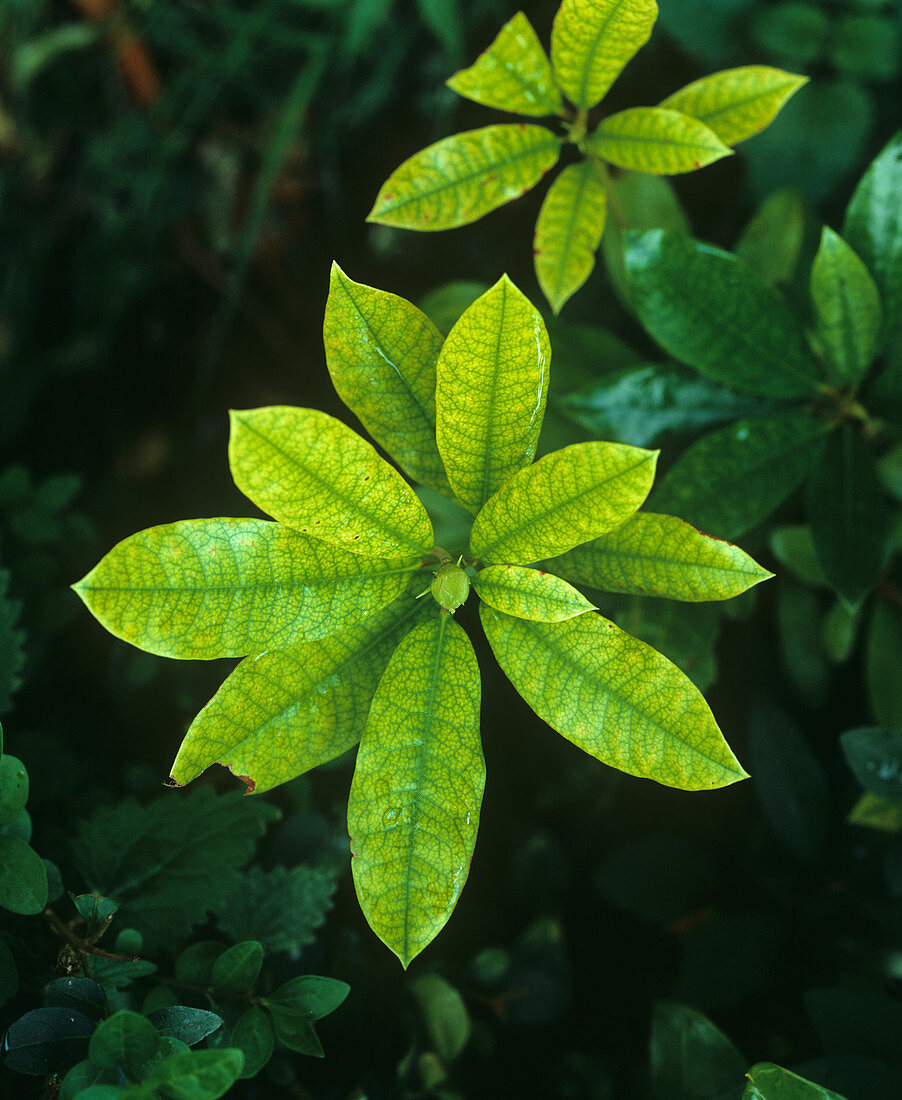 Rhdodendron iron deficiency