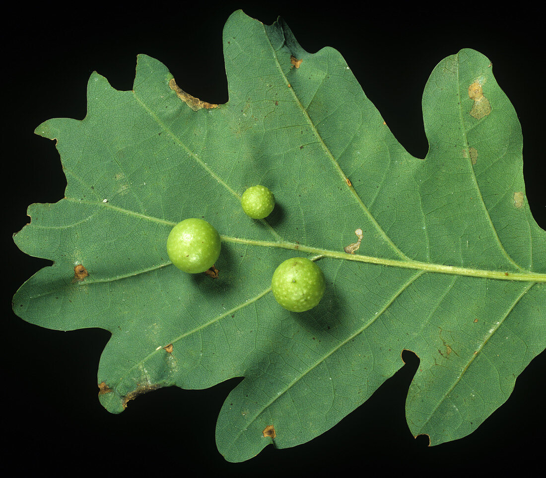 Cherry gall on oak leaf
