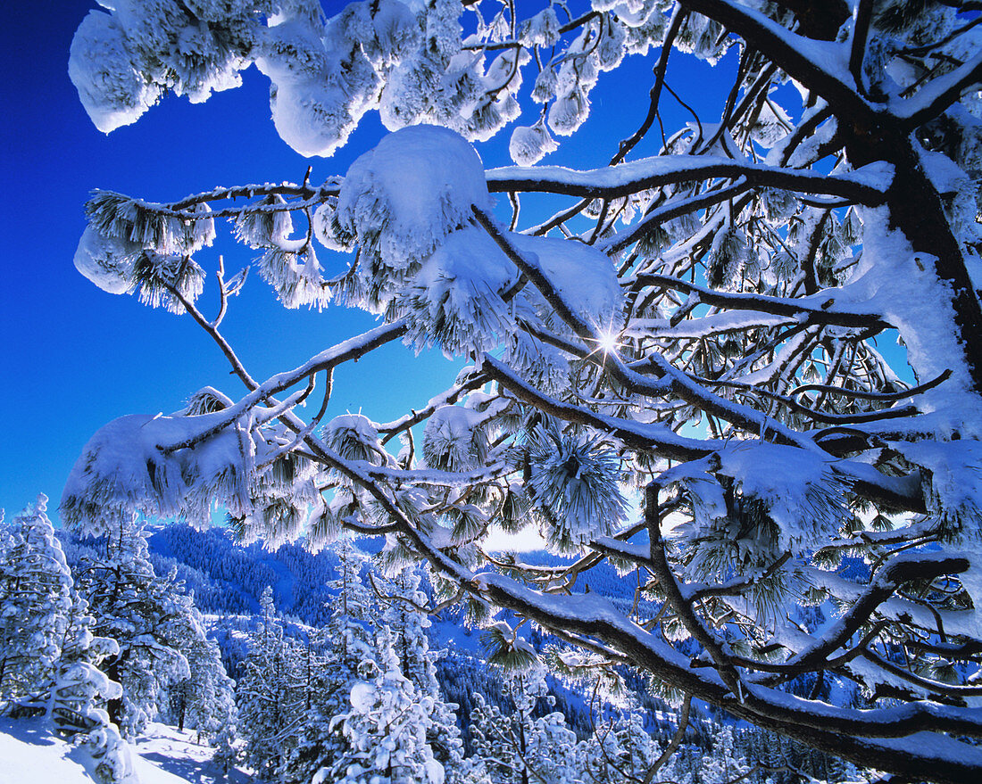 Snow-laden branches