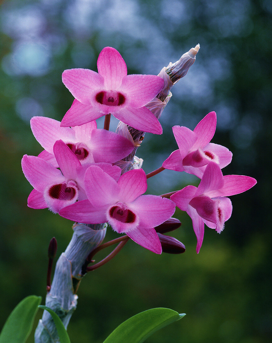 Tropical Orchid (Dendrobium parishii)