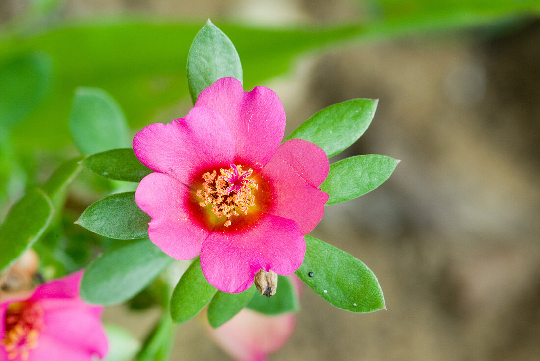 Hairy Portulaca