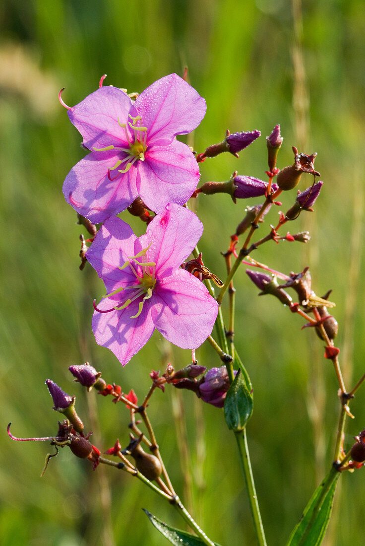 Meadow Beauty