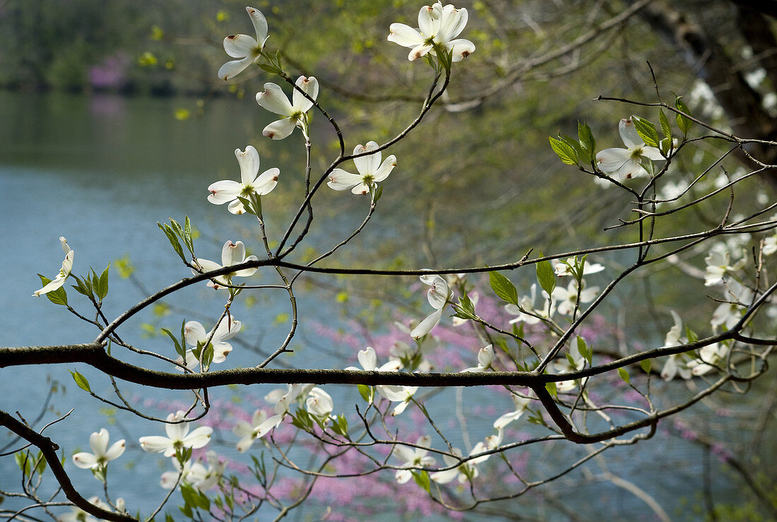 Eastern flowering dogwood