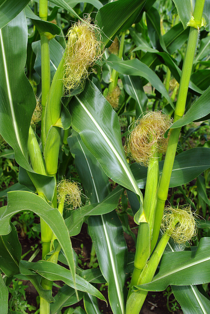 Corn Silks in Bloom