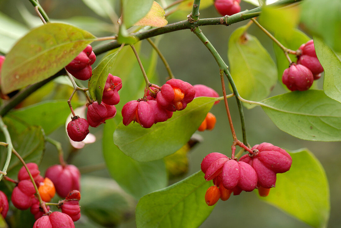 Red cascade spindle tree fruit