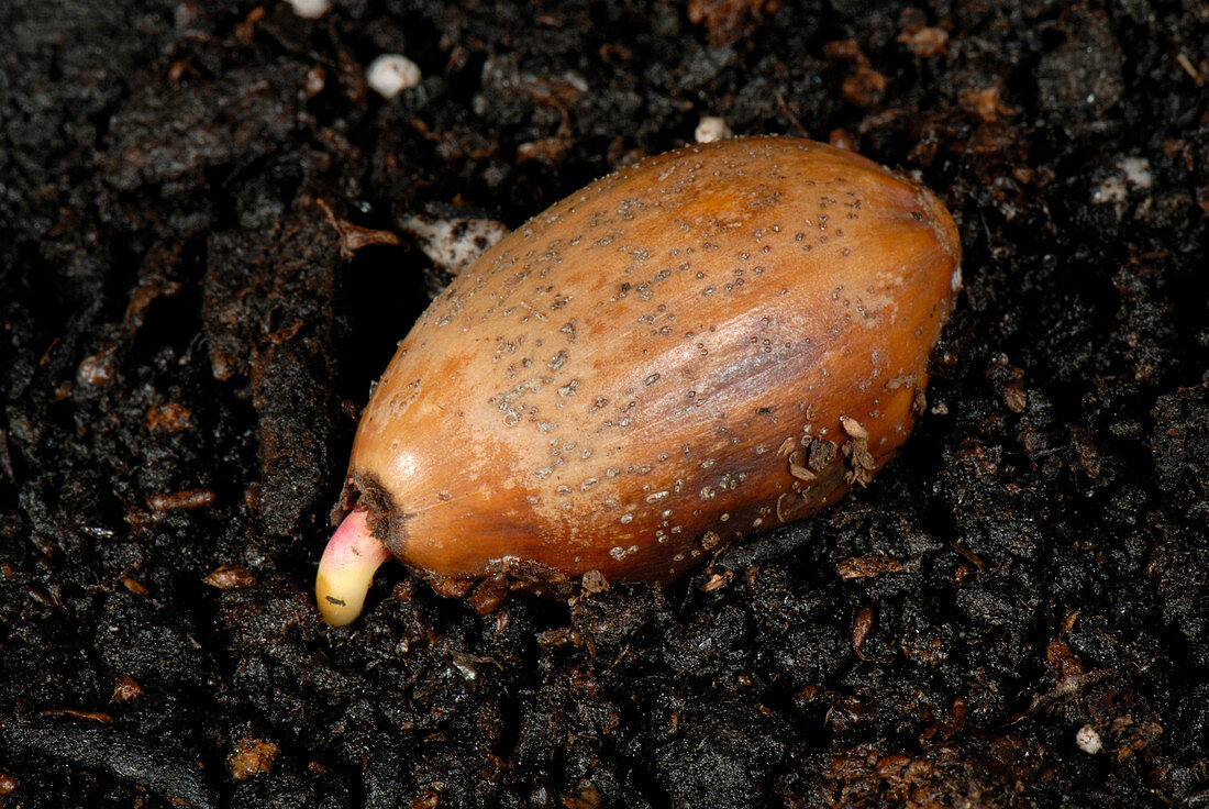 Oak acorn germinating