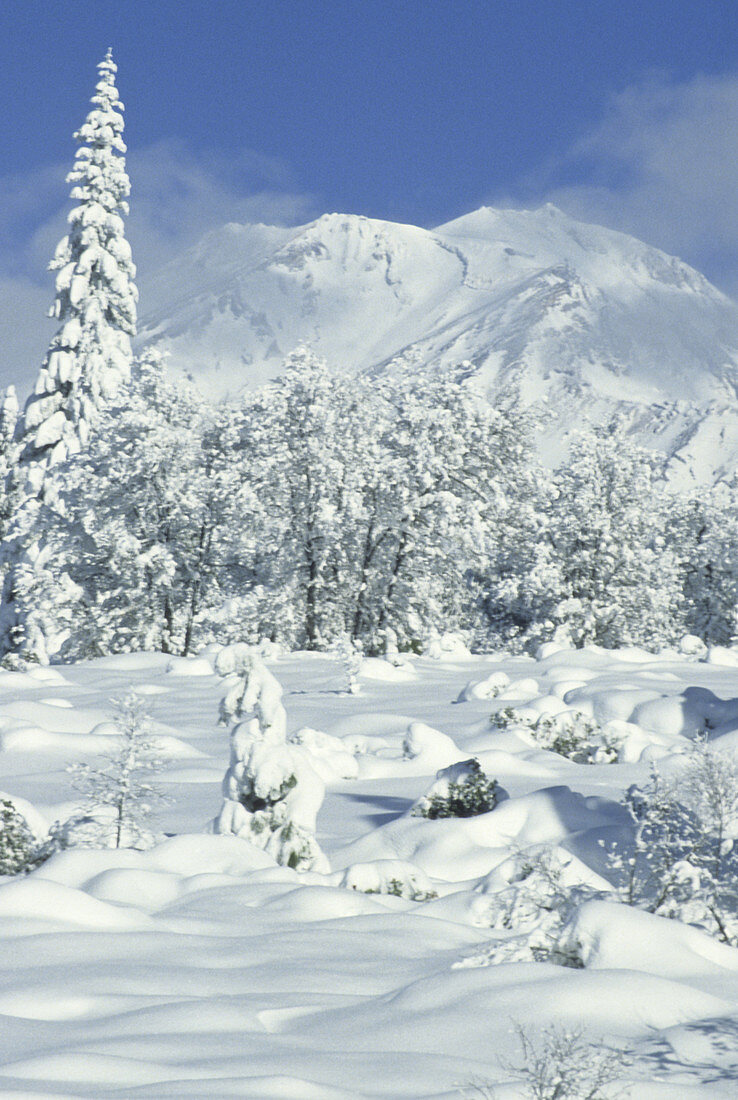Snowy Trees and Mt. Shasta,CA