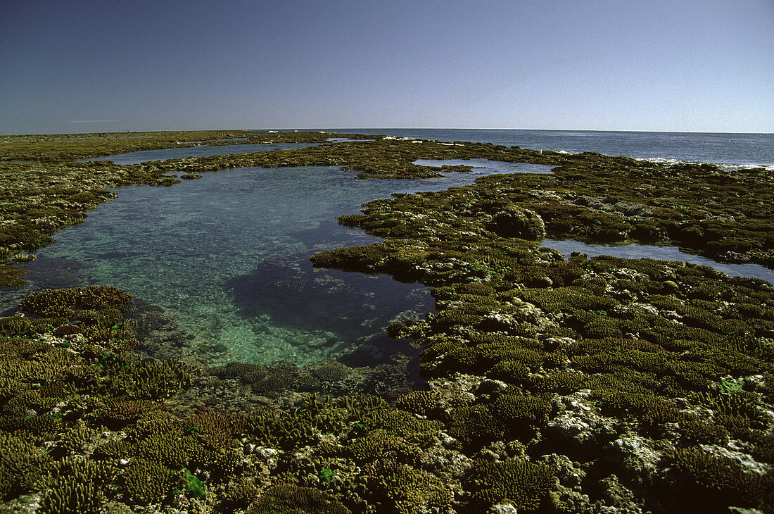 Reef Crest at Low Tide