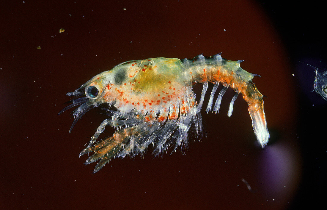 American Lobster Larva (LM)