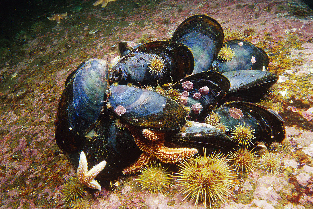 Blue Mussels (Mytilus edulis)