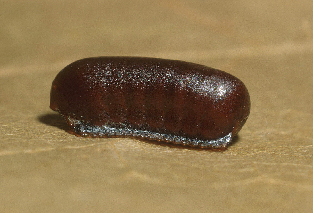 Oriental Cockroach Egg Case